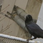 馬込のカラス 馬込のカラス
