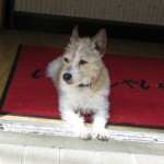 不動前で会った犬 不動前で会った犬