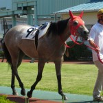 浦和競馬競走馬