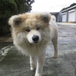 岩宿におったわんこ