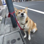 旗の台付近の犬